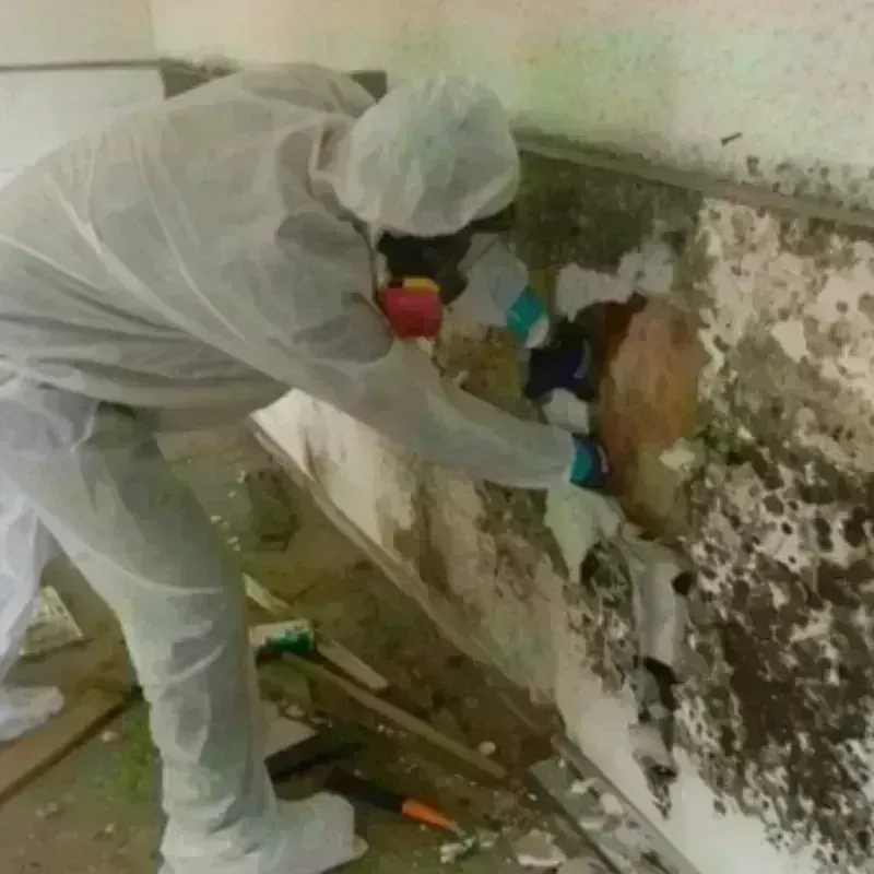 Mold Remediation and Removal in Anton, TX